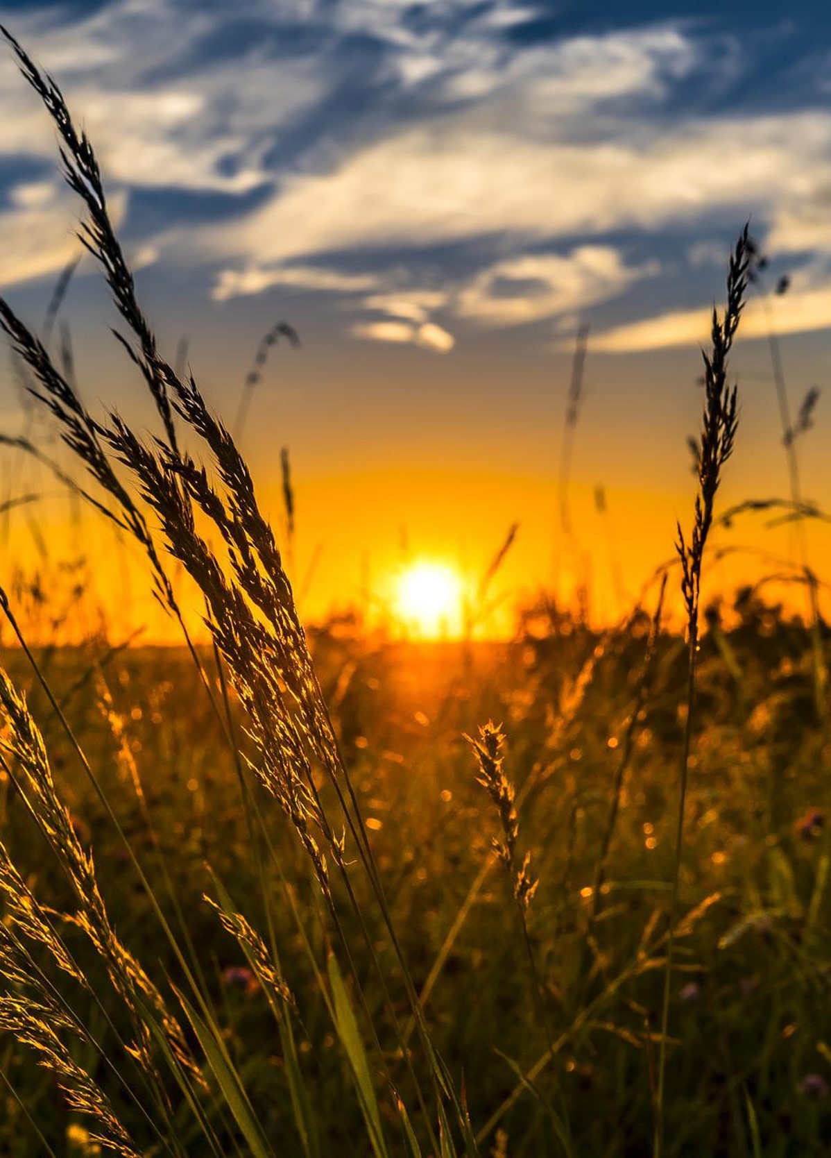 wheat-2391348_1920